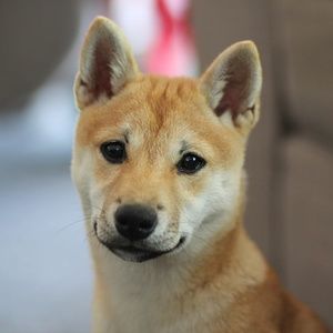 Meet your Posher, Kat